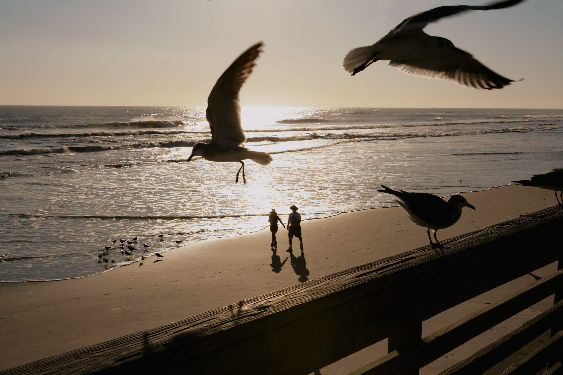 Daytona Beach Seagulls